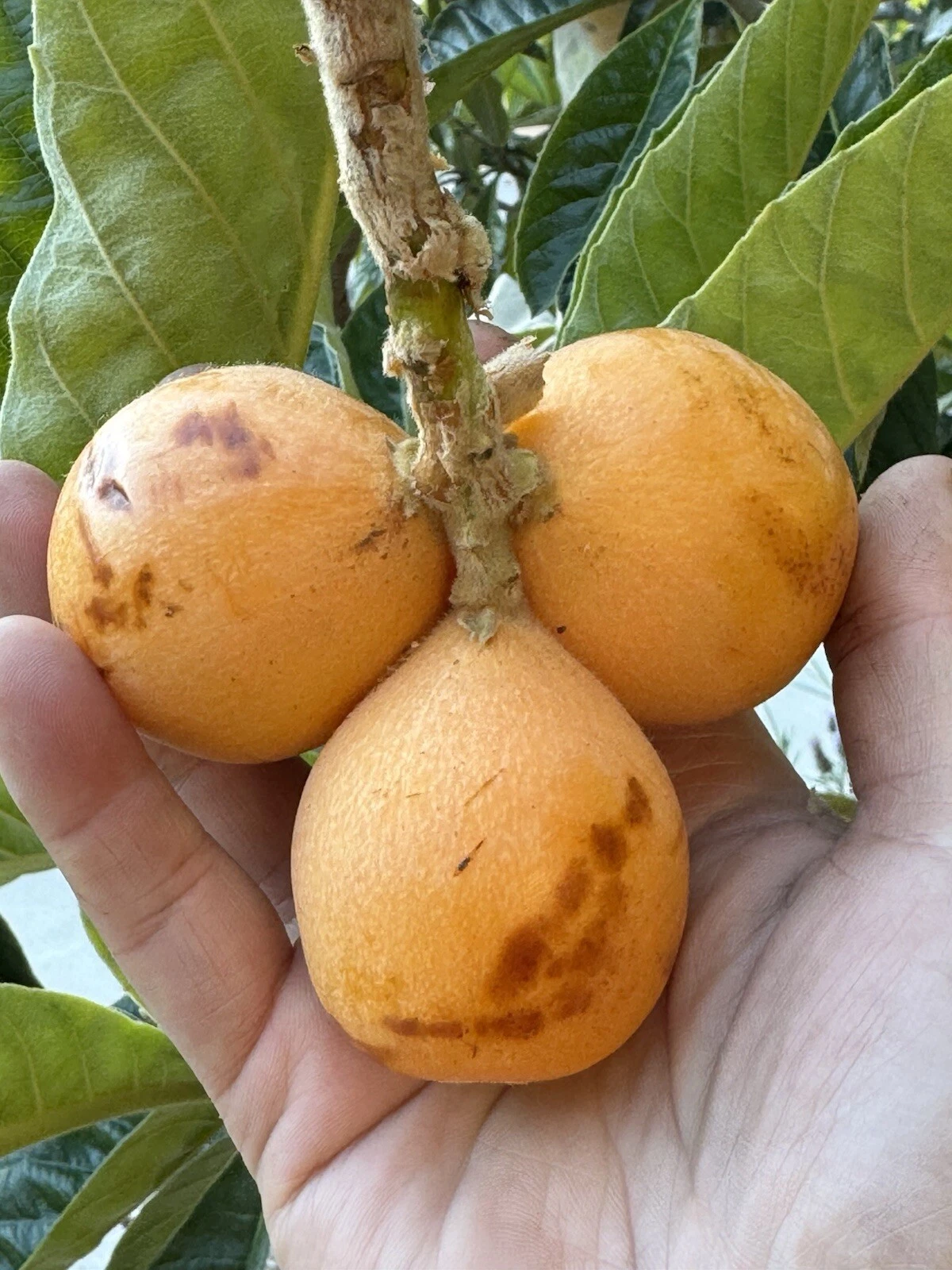Peluche Loquat Scions – 2 Fresh Grafting Cuttings, Rare Extra-Large Fruit, Eriobotrya japonica Cultivar