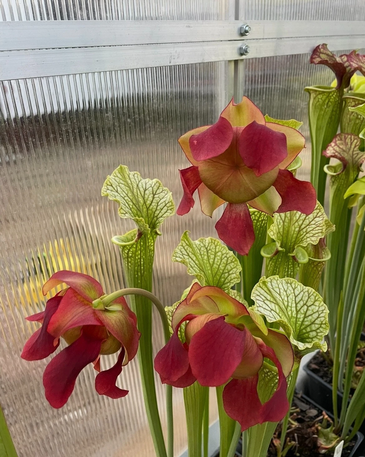 Live Sarracenia Red Velvet Pitcher Plant – Medium Division, Ornamental Carnivorous Plant, North American Hybrid