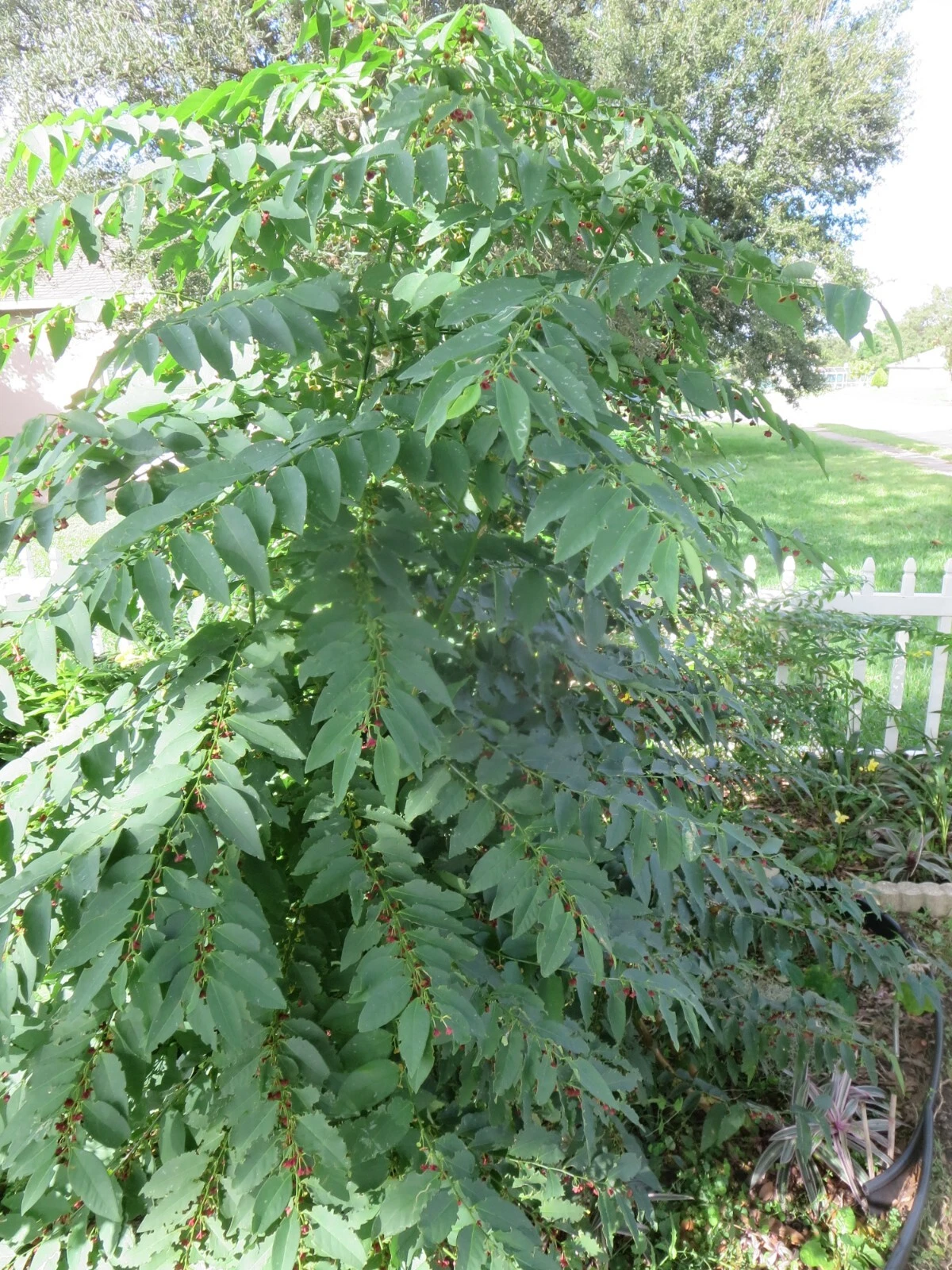 Unrooted Sauropus androgynus Cuttings – Katuk Star Gooseberry Tropical Plant Starts for Rooting & Garden Growth
