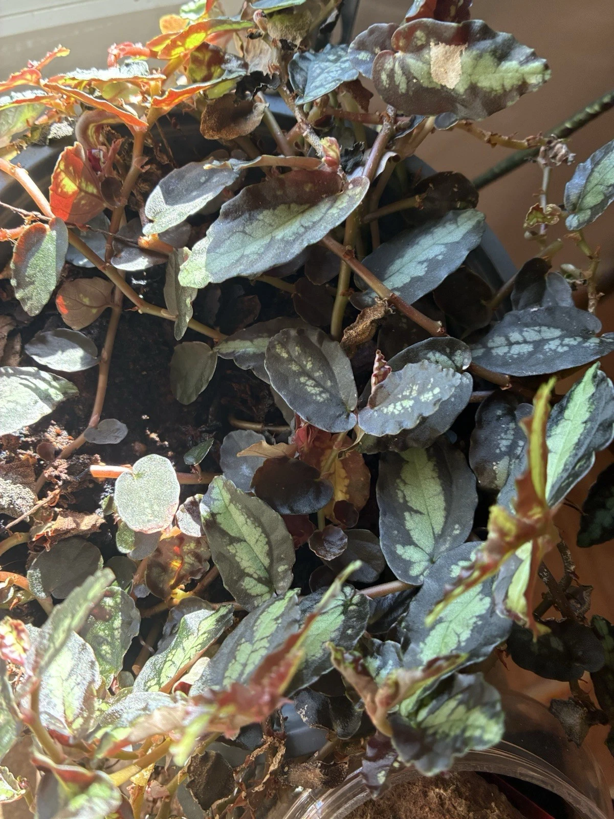 Trailing Polynesian Ivy Watermelon Vine Houseplant – Pellionia repens Indoor Plant for Hanging Pots