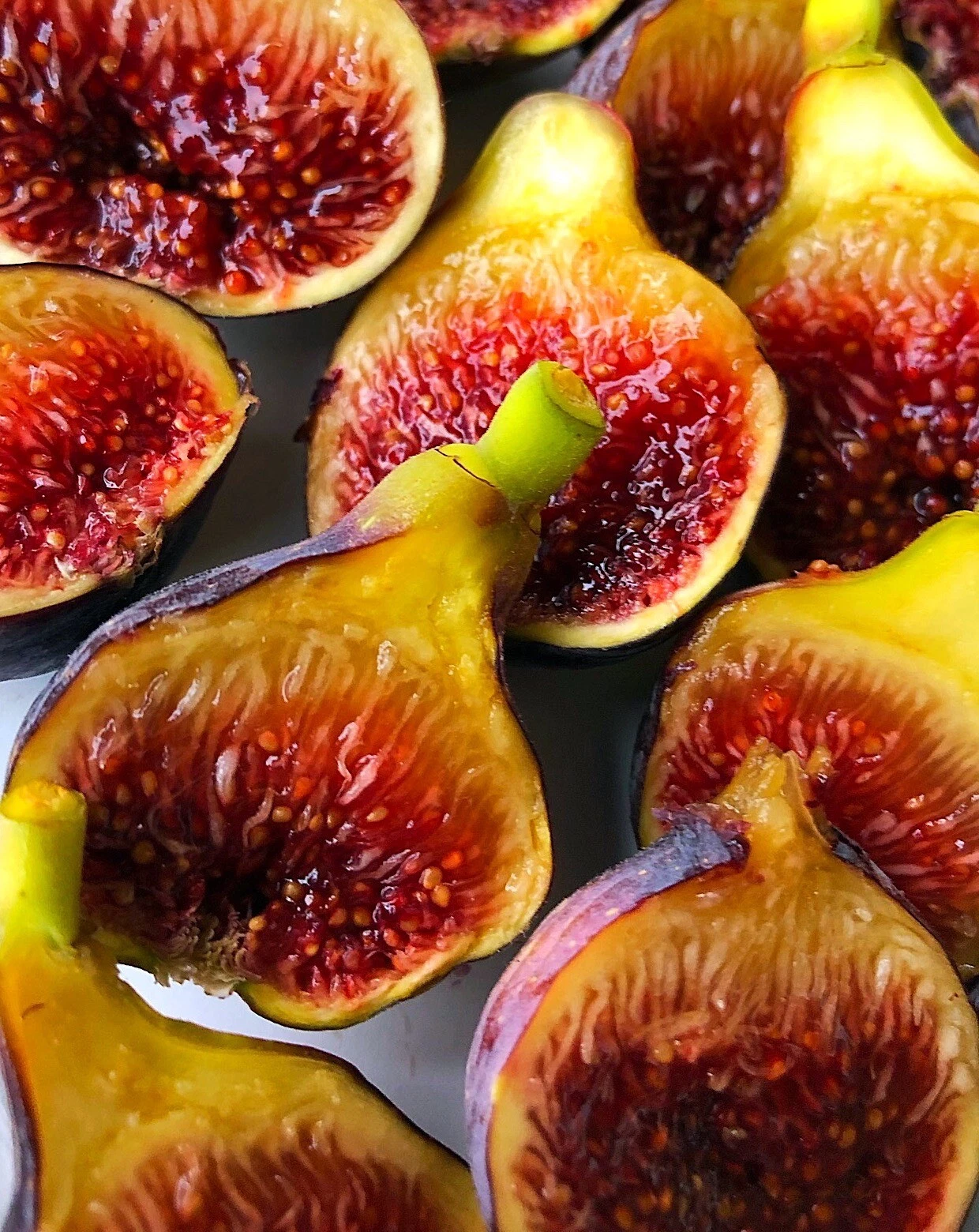 Dwarf Edible Fig Tree Starter Plant – Ficus carica Fignomenal for Patio Pots & Small Gardens