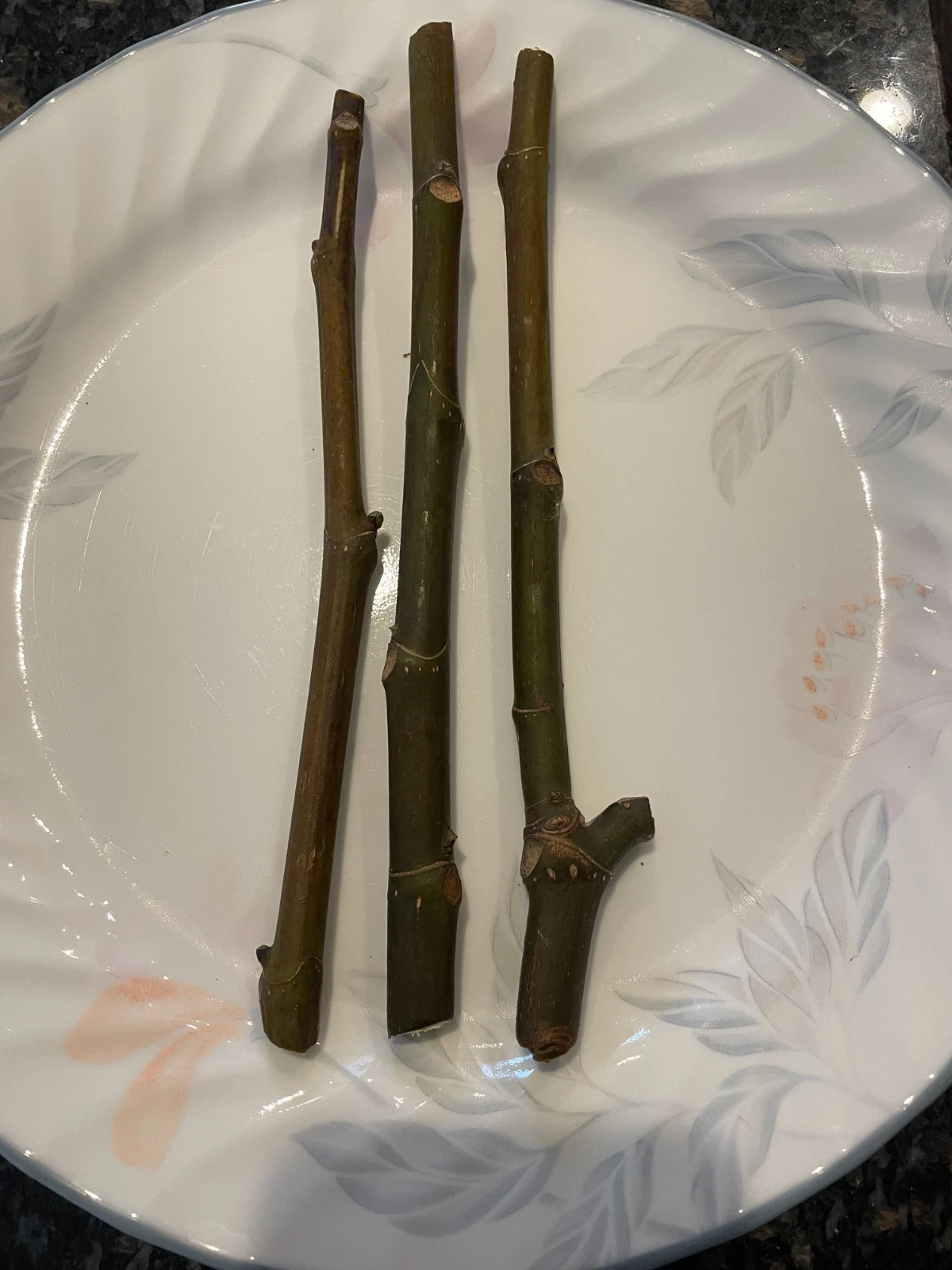 Fig Cuttings – 3 Organic Sucrette Ficus Carica Mid-Season Variety for Propagation