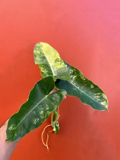 Variegated Burle Marx Philodendron Cutting – Indoor Tropical Houseplant with Air Roots & Nodes, Philodendron burle-marxii