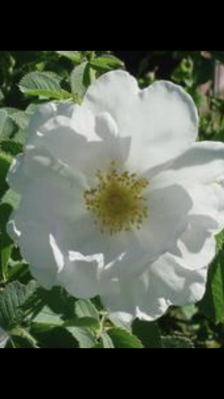 Unrooted Rose Alba ‘White Rose of York’ Shrub Rose Cuttings – 6-8 Inches for Propagation & Garden Planting