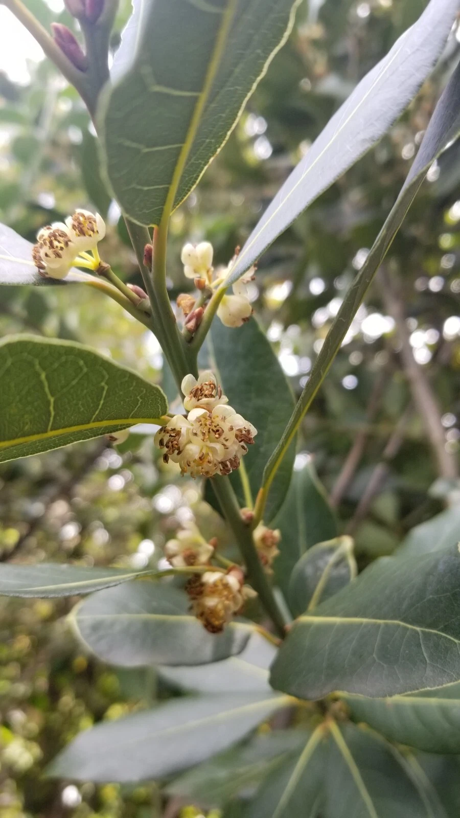 Bay Laurel Stem Cuttings – 5 Fresh Laurus nobilis Propagation Stems for Culinary & Ornamental Use