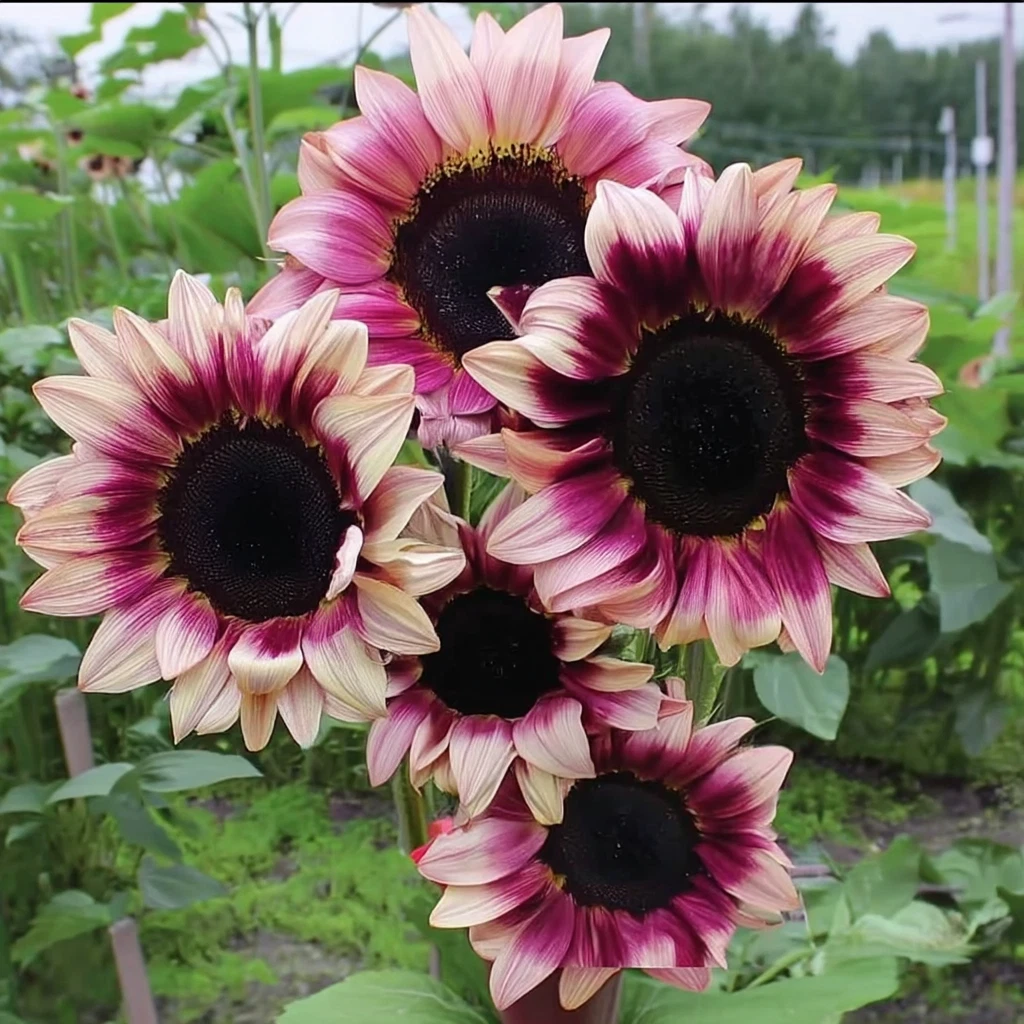 Purple Plum Sunflower Seeds – 25 Count, Deep Purple Blooms, Helianthus annuus, Pollinator-Friendly Cut Flowers for Garden Beds