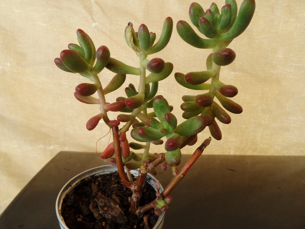 Succulent Cuttings - Sedum pachyphyllum Jelly Bean - 5 Fresh 4-Inch Colorful Succulent Stem Cuttings