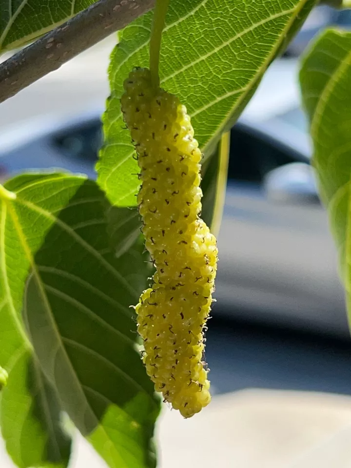 White Pakistan Mulberry Cuttings 10pcs | Long Sweet Morus alba Grafting Wood for Rooting & Propagation