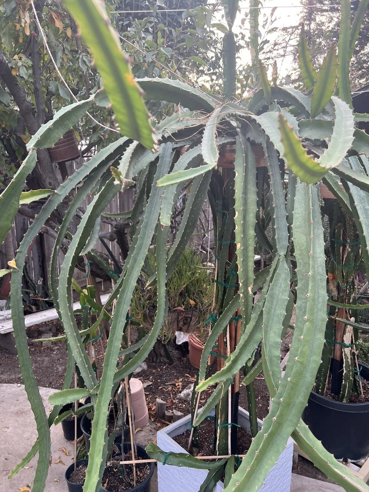 Palora Dragon Fruit Cuttings – 4 Yellow Variety Stems, 7–9 Inches, Edible Cactus, Selenicereus megalanthus, Easy Rooting Starter Pack
