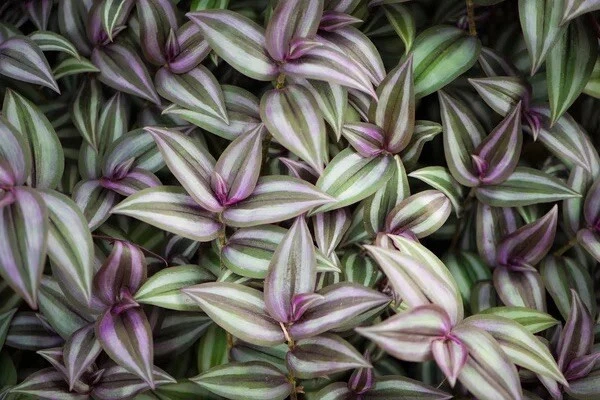 Tradescantia Zebrina Cutting Pack – 6 Organic Wandering Jew Stems for Rooting & Houseplant Propagation, Trailing Foliage