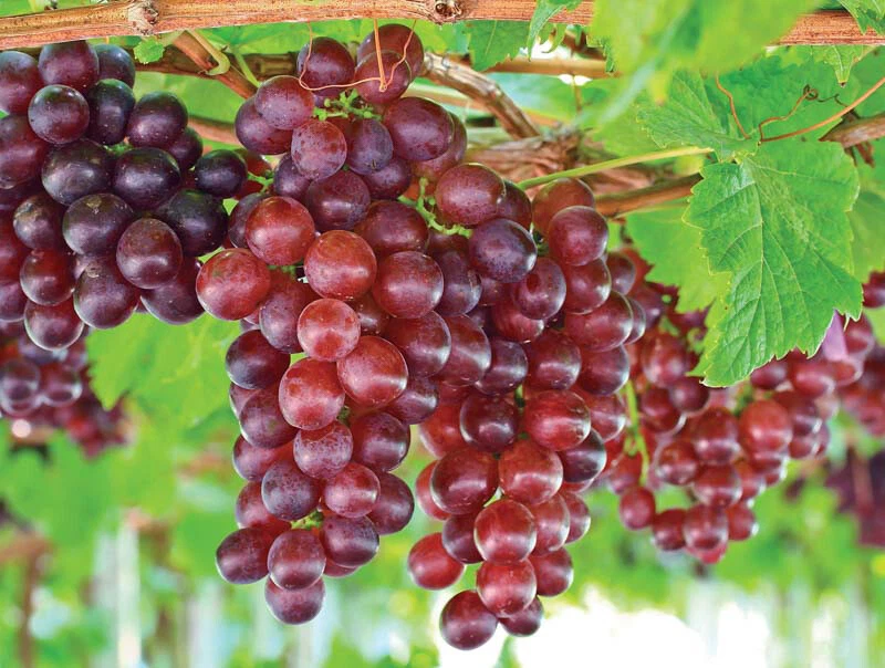 Catawba Red Grape Vine – Live Rooted Vitis labrusca Plant for Wine, Juice & Jelly, Organic Hardy Fruit Vine for Garden & Edible Landscape