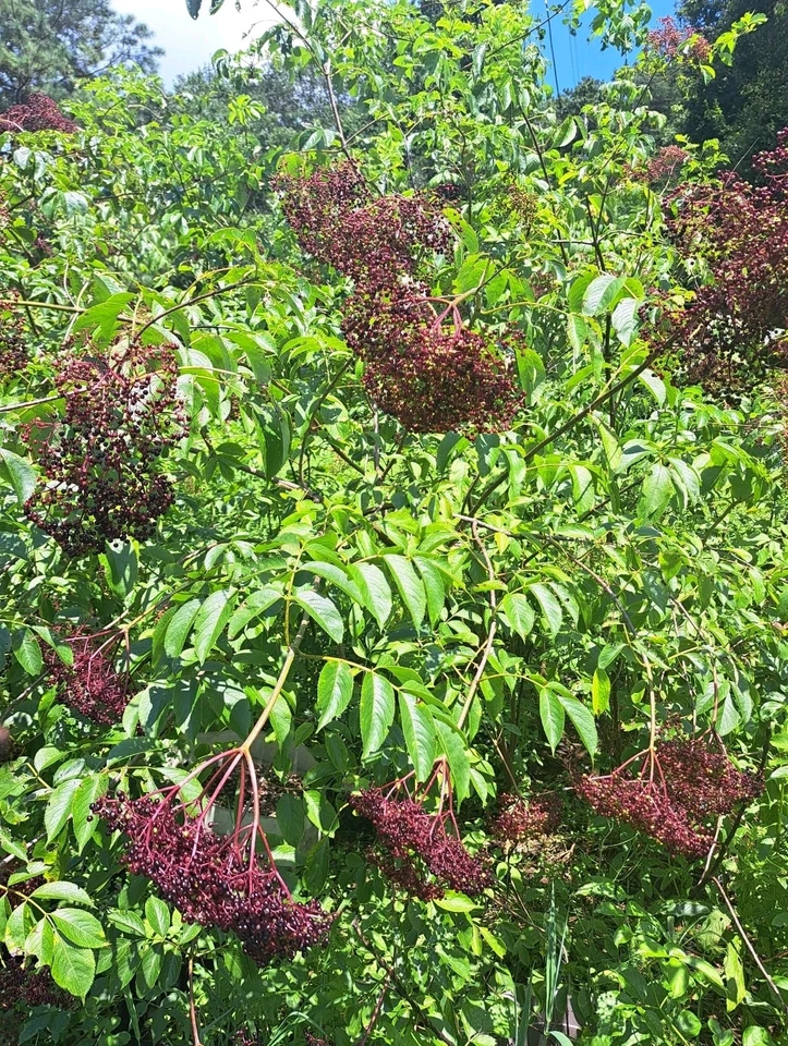 American Elderberry Plants – 2 Rooted Sambucus canadensis Fruit Bushes for Garden, Landscape, Edible Garden