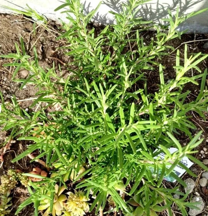 Rosemary Live Cuttings – Unrooted Herb Propagation Cuttings – Salvia rosmarinus, 5 Pack