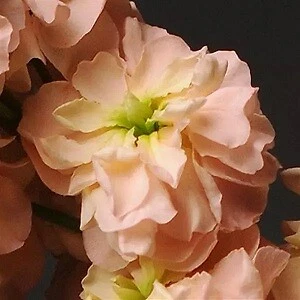 Stock Seeds Katz Apricot - 1,000 Matthiola incana Flower Seeds for Borders, Cut Flowers, Cottage Gardens