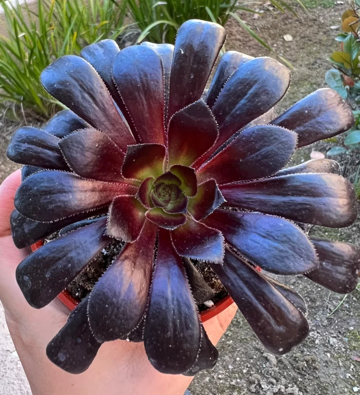 Succulent Plant 2-Inch Potted Aeonium arboreum ‘Zwartkop’ Black Rose Succulent