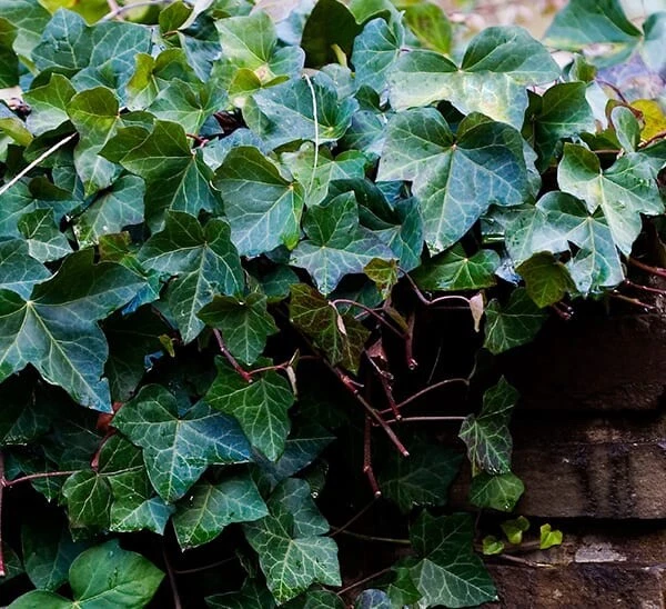 Rooted English Ivy Cuttings – 25 Live 6–8 Inch Hedera helix Vines for Ground Cover & Hanging Baskets