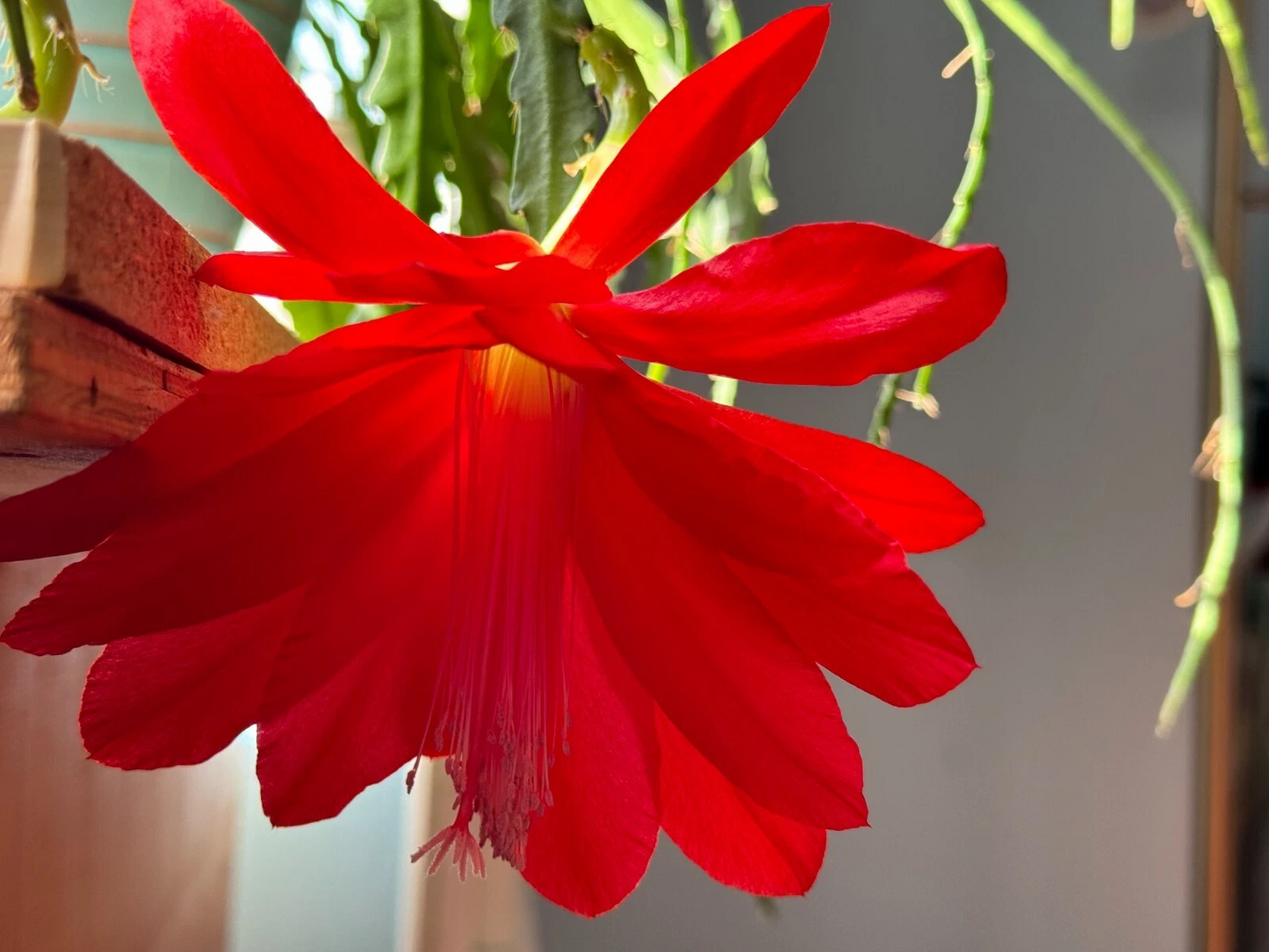 Epiphyllum Orchid Cactus Cuttings – 6 Unrooted Red Bloom, 6–8 Inches, Tropical Epiphytic Cactus, Trailing, Bright Indirect Light