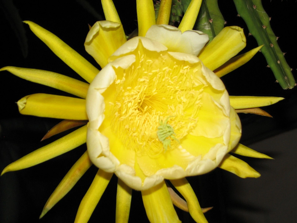 Yellow Skin Dragon Fruit Cutting – Epiphyllum Climbing Cactus – Unrooted Callous Ready to Plant