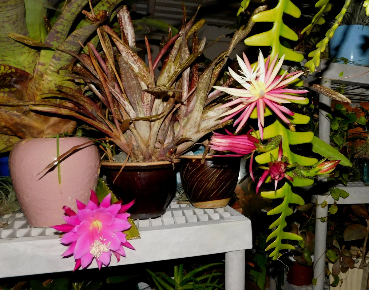 Zig Zag Cactus Cuttings – Cryptocereus anthonyanus – 2 Large Live Propagation Cuttings for Hanging Planters