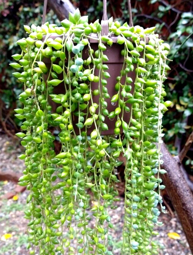 String of Pearls Cuttings – Lot of 30 Mature Curio rowleyanus Succulent Vines for Hanging Propagation