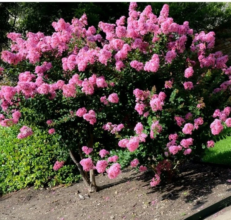 Crepe Myrtle Cuttings – 7 Fresh Lagerstroemia spp. Branches for Rooting, Fast-Growing Ornamental Shrubs & Small Trees