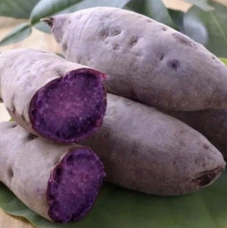 Purple Sweet Potato Slips – 10 Unrooted Vine Cuttings, Ipomoea batatas, Khoai Lang Tím for Garden Planting