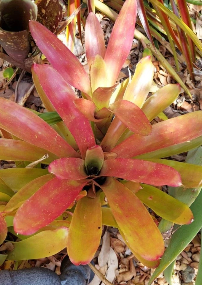 Neoregelia ‘Super Fireball’ Bromeliad Live Plant, Compact Red Exotic Sun-Loving Indoor & Outdoor Garden Plant