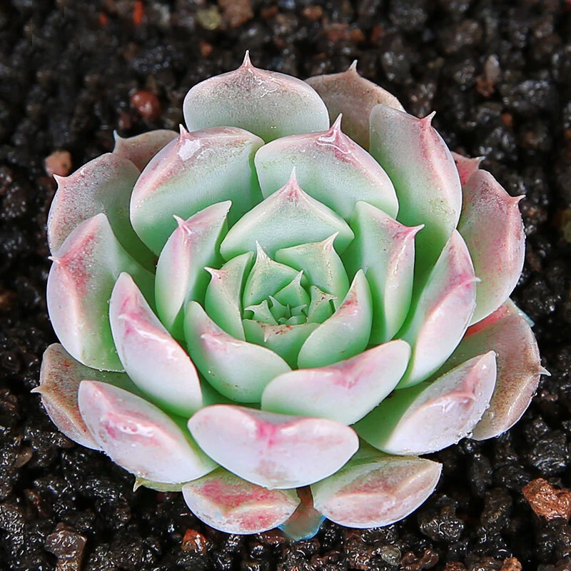 Echeveria ‘Gilo’ Succulent Plant – Fully Rooted 2-Inch Pot, Green Rosette, Drought-Tolerant, Indoor & Outdoor Collection