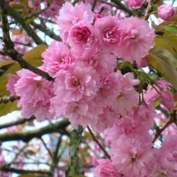 Japanese Cherry Tree Cuttings – 10 Unrooted Prunus serrulata Live Propagation or Bonsai Growing