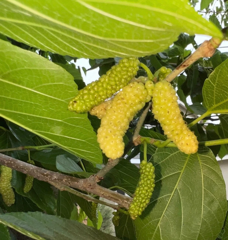 White Shahtoot Mulberry Cuttings – 10 Unrooted 6–10" Fruit Tree Propagation for Home Orchards & Edible Landscapes