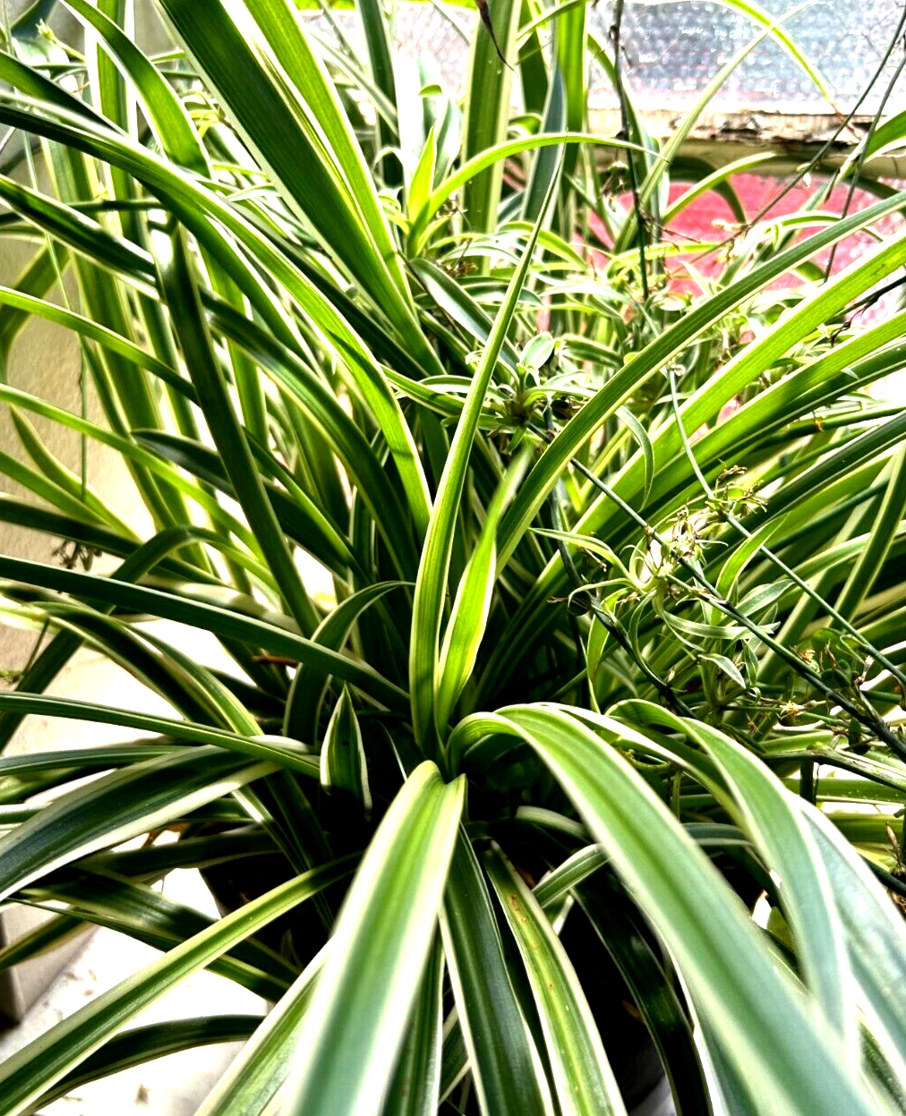 Reverse Spider Plant Cuttings – 3 Root-Ready Chlorophytum comosum Reverse-Pattern Indoor Plant Starters
