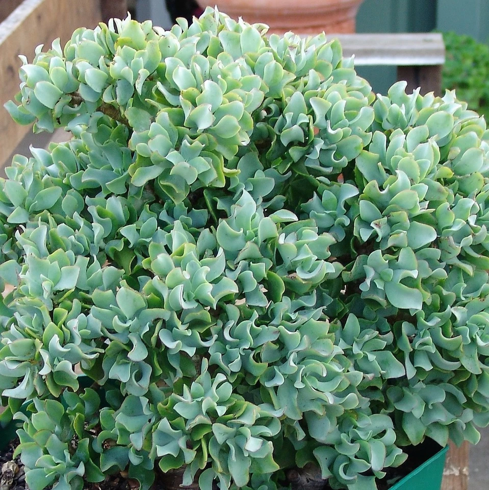 Live Ripple Wavy Jade Succulent Plant – Branched Crassula arborescens undulatifolia, 4+ Inch, Blue-Green Wavy Leaves, Indoor & Outdoor Plant