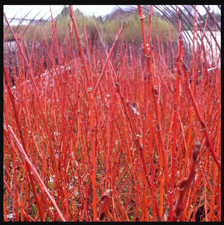 Flame Willow Cuttings – 5 Unrooted Salix ‘Flame’ Ornamental Stems with Red-Orange Color