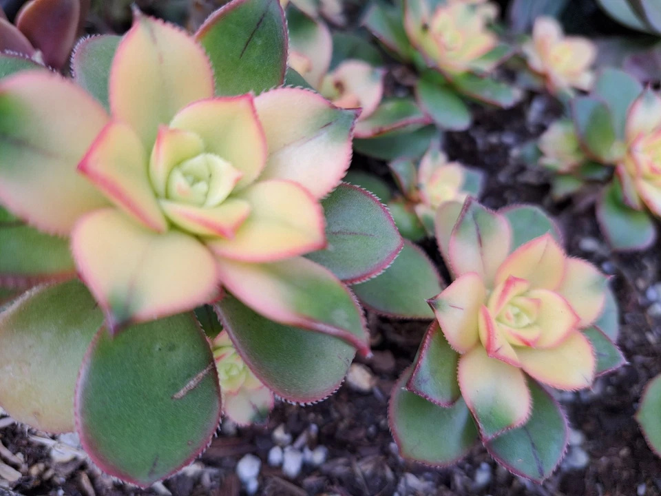 Aeonium Kiwi Succulent Cutting - 2 Inch Tricolor Rosette, Variegated Aeonium haworthii Bare Root Planting