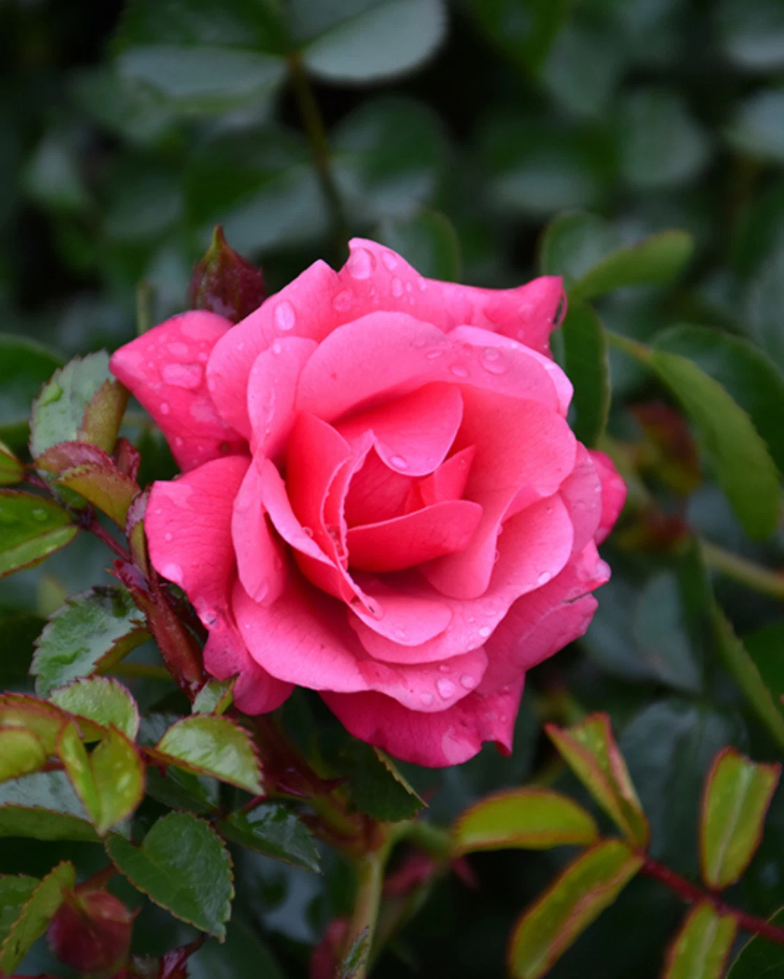 Flower Carpet Pink Rose Cuttings – 3 Unrooted Groundcover Rose Stems for Rooting or Grafting, Pink Rose Shrub, Rosa