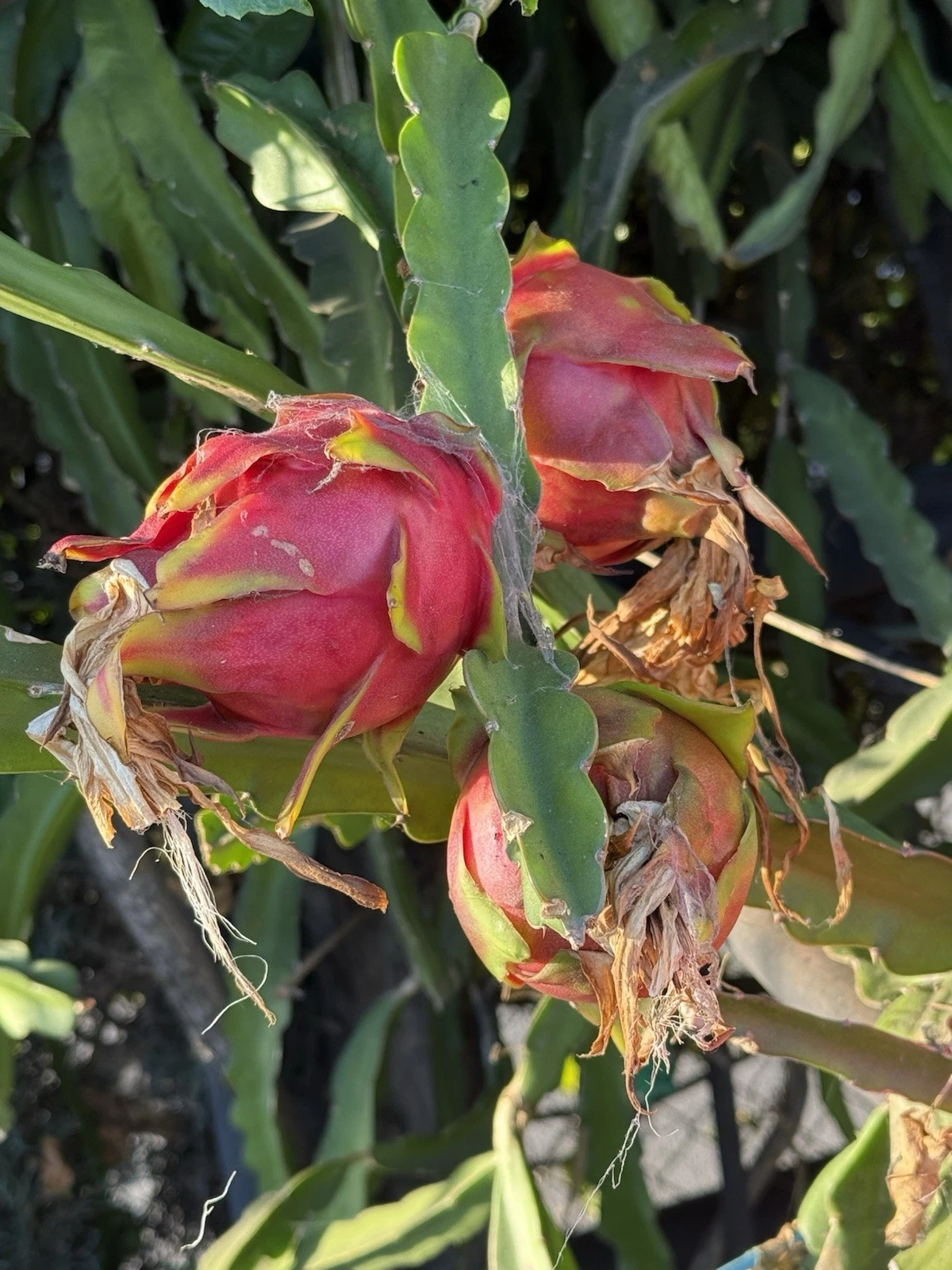 Dragon Fruit Cutting Voodoo Child – Unrooted Pitaya Stem for Growing Hylocereus Cultivar