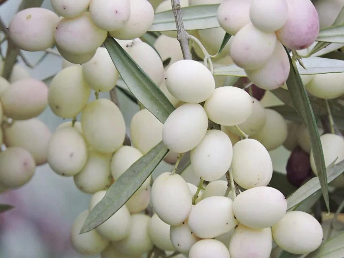 White Olive Tree Cuttings – 3 Pack, Olea europaea, Rare Mediterranean Fruit Tree for Rooting & Grafting