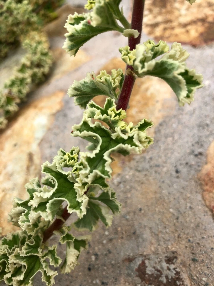 Variegated Pelargonium Geranium Cuttings – 3 Live Unrooted 6-Inch Propagation Plants, Compact Foliage, Ornamental Garden Plant