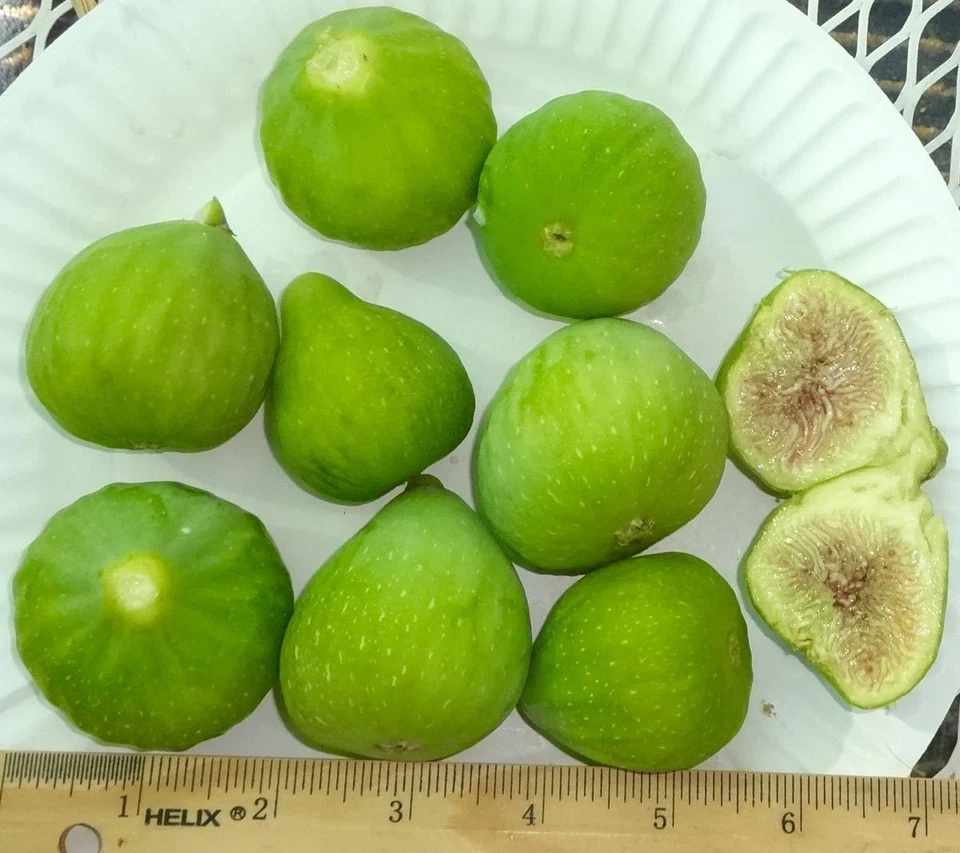 Desert King Fig Tree Cuttings – 3 Live Unrooted Hardwood Ficus carica Propagation Clippings for Garden or Container Planting Zones 5–9
