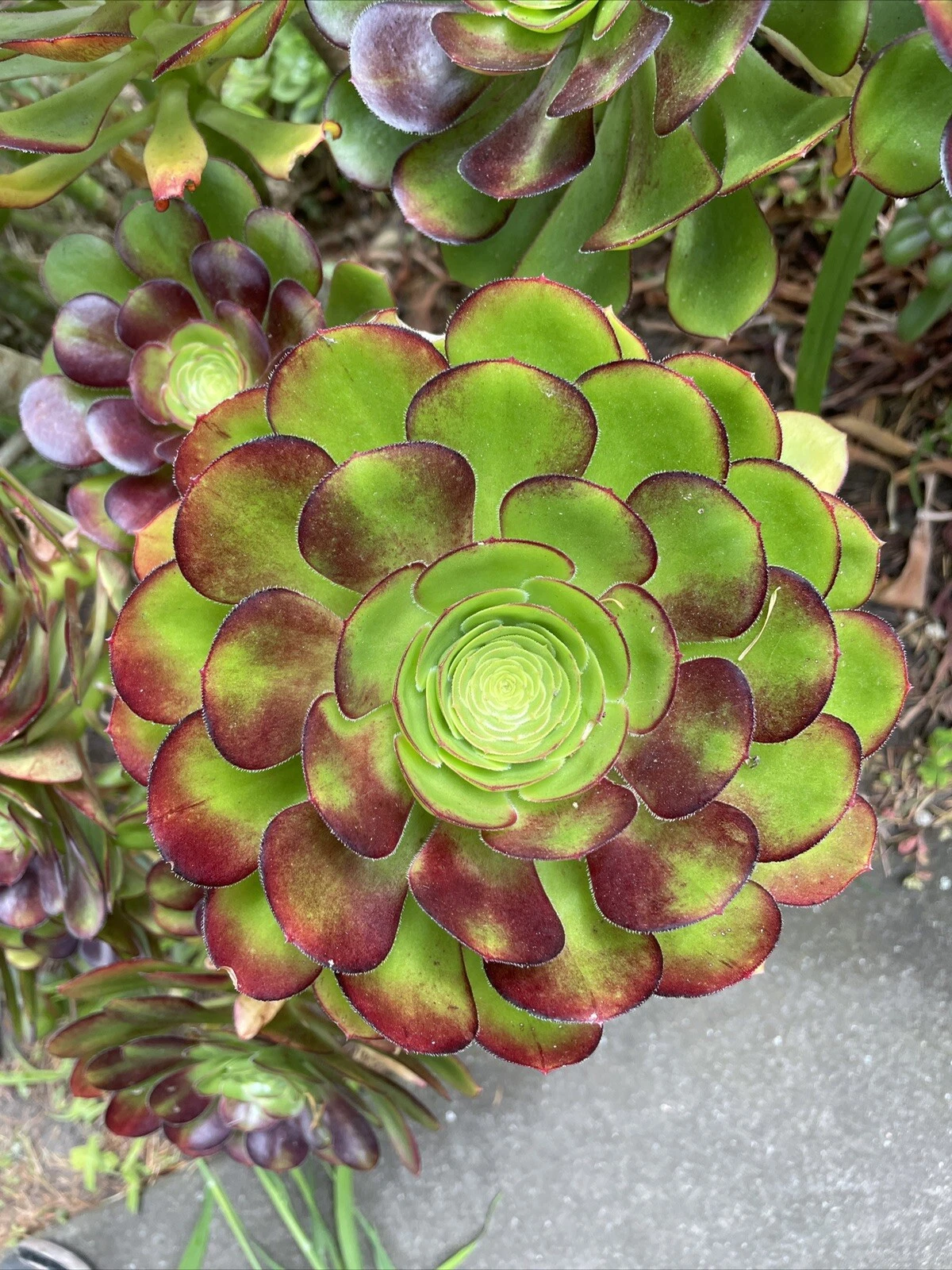 Big Rose Aeonium Cuttings – 4 Large 6–8 Inch Rosettes with Red Tips, Succulent Salad Bowl Type, Aeonium Species, Live Succulent Plants