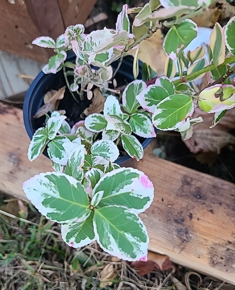 Variegated Creeping Fig Cuttings – Ficus pumila ‘Variegata’ – 5 Unrooted Trailing Clippings, 6+ Inches