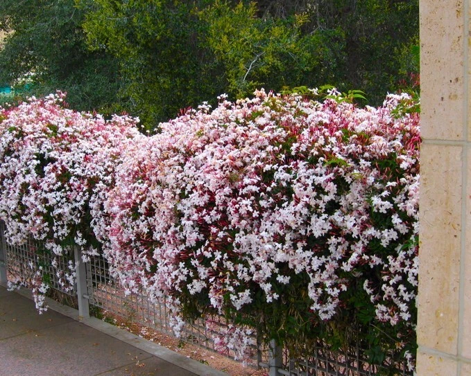Pink Jasmine Live Plant – Jasminum polyanthum Rooted Vine, Fragrant White Blooms, Climbing Plant for Indoor & Outdoor Gardens