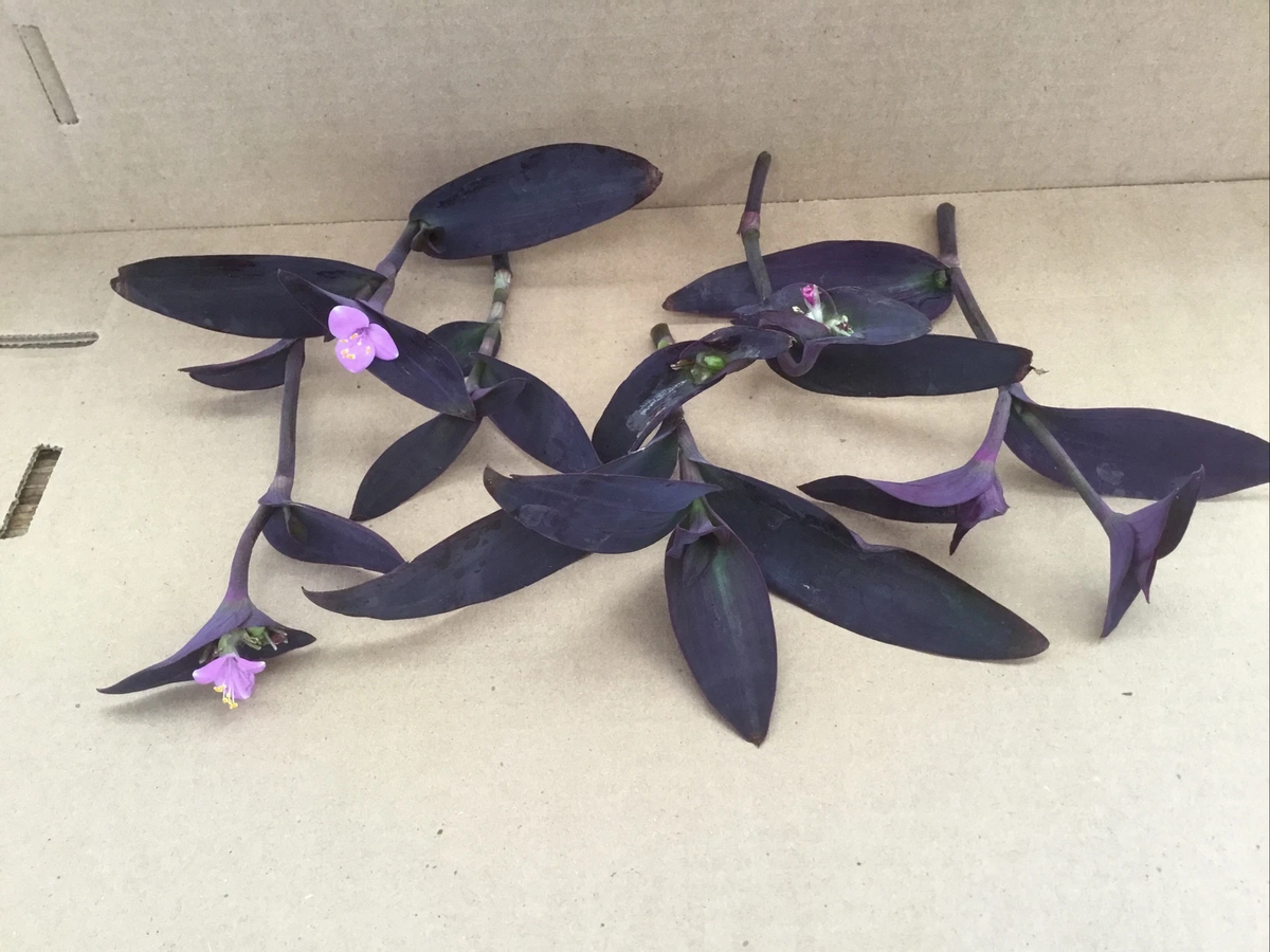 Purple Jade Succulent Cuttings – 6 Live Crassula ovata Stem Cuttings with Purple Tones – Easy-to-Grow Perennial for Indoor & Rock Gardens