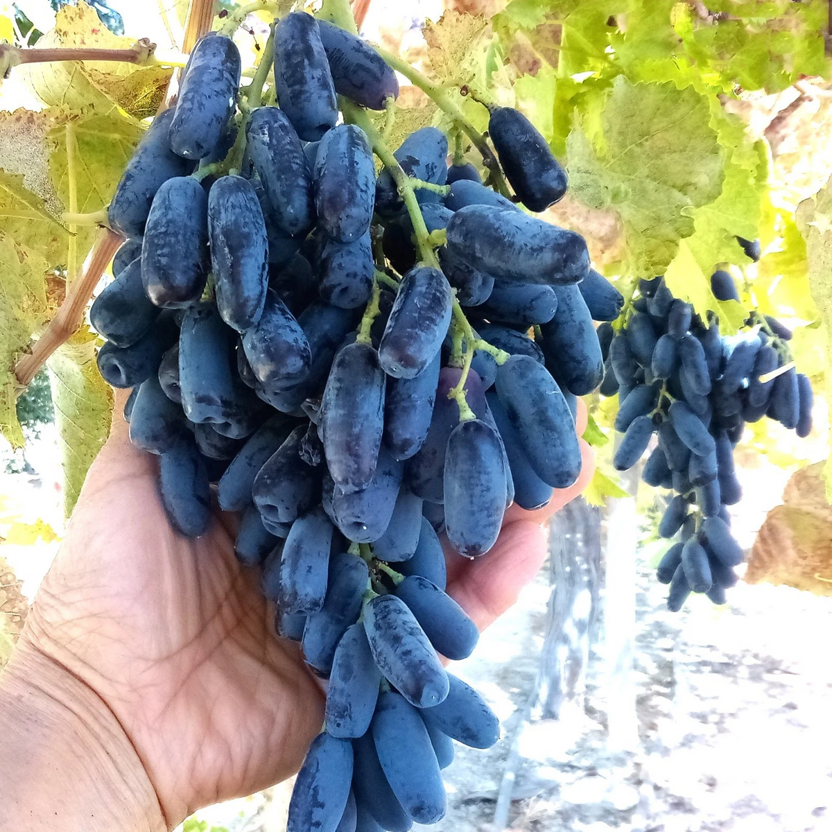 Lady Finger Grape Vine Cuttings – Black Seedless Moon Drop Type, 6-8" Unrooted Live Climbing Vine for Rooting & Growing