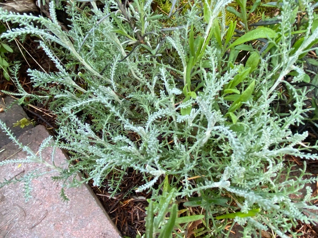 White Santolina Cuttings – 4 Pack, Silver Foliage Shrub Starts for Borders, Drought-Tolerant Mediterranean Garden, Fragrant Small Hedge Plant