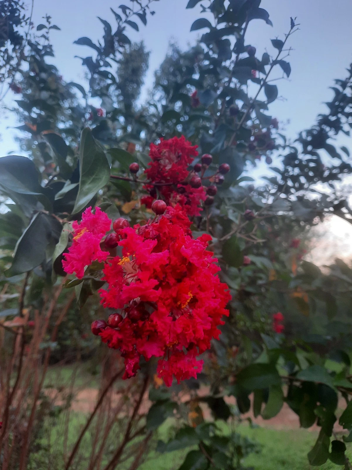 Dynamite Red Crepe Myrtle Cuttings – Lagerstroemia indica ‘Dynamite’ Unrooted Stems for Propagation, Bright Red Summer Blooms, Free Shipping