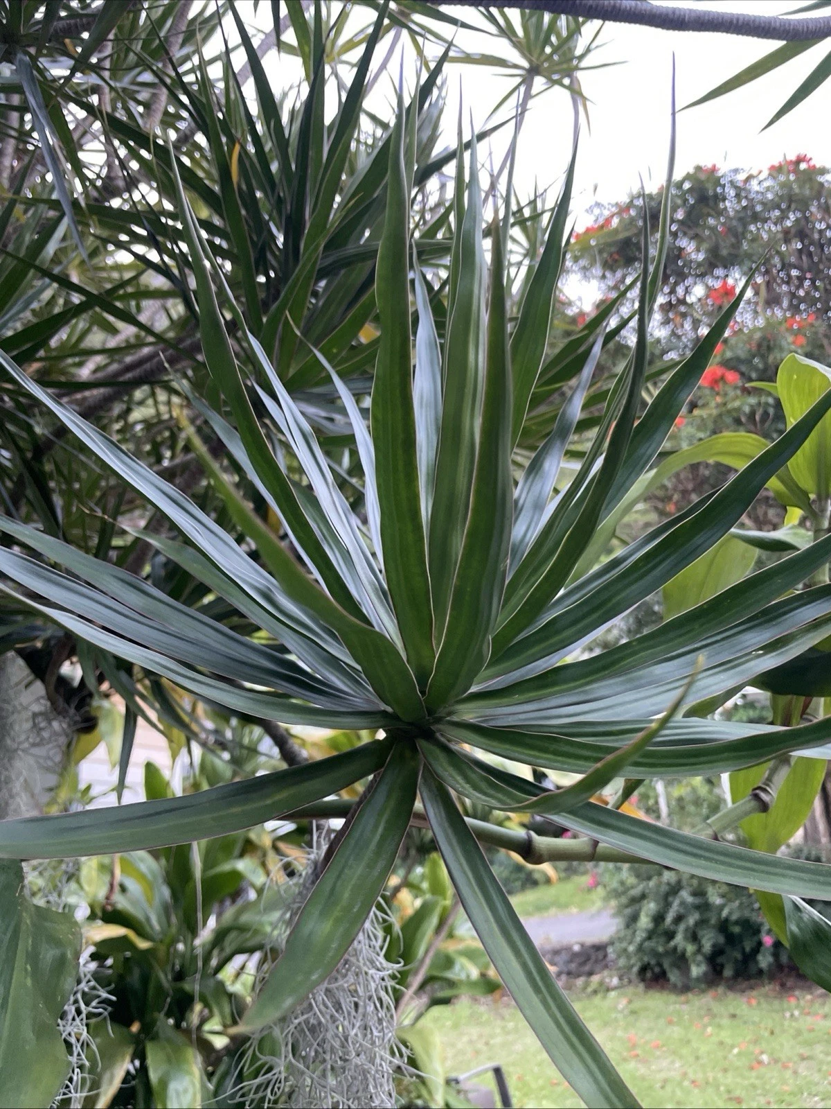 Dracaena marginata Cuttings – 3 Hawaii-Grown Madagascar Dragon Tree Stems for Rooting, Indoor Foliage, Unrooted Cane Plants