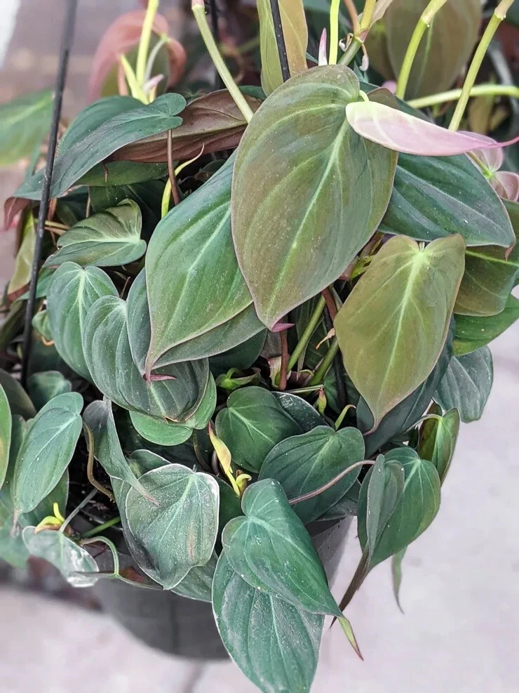 Philodendron Micans Cuttings – 3 Unrooted Velvet Heartleaf Stems, Rare Trailing Houseplant with Green-Violet Foliage, Philodendron hederaceum