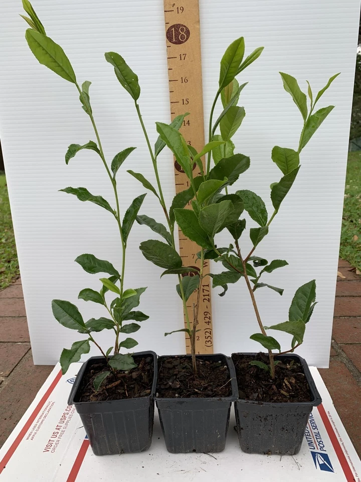 Camellia Sinensis Starter Plant – Tea Plant in 5 Liter Pot, Live Young Shrub for Garden or Container