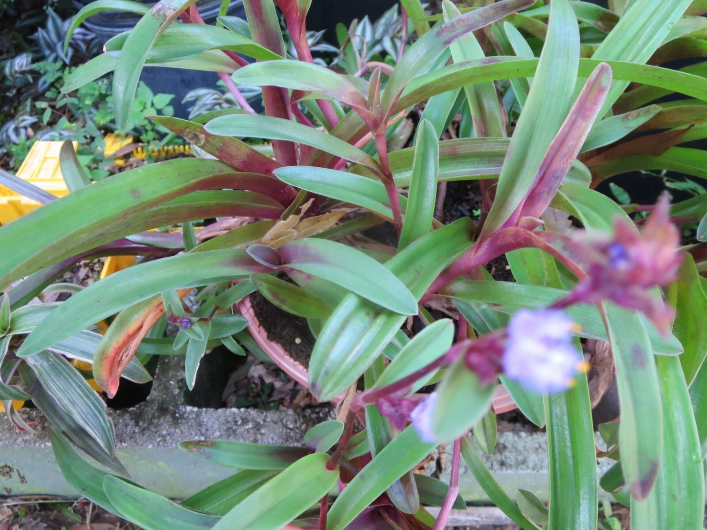 Tradescantia obtusa Cuttings – 4 Fresh Wandering Jew Stems for Rooting, Purple-Green Foliage, Indoor & Outdoor Houseplant Starter